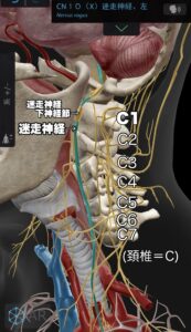 迷走神経とC1の図